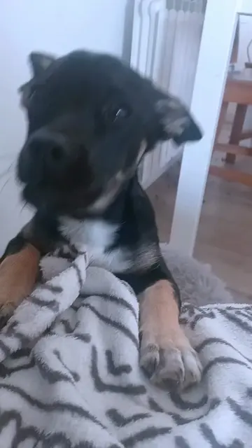 Pomidory i nowa zdobycz 🍅🪣🐶 ​Jak widzieliście w południe, Lusi ewidentnie odb