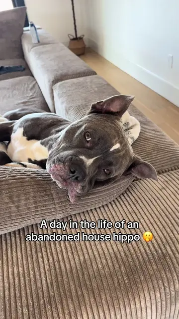 Maybe next time they will think twice about not taking me bye bye #funnydogvideo