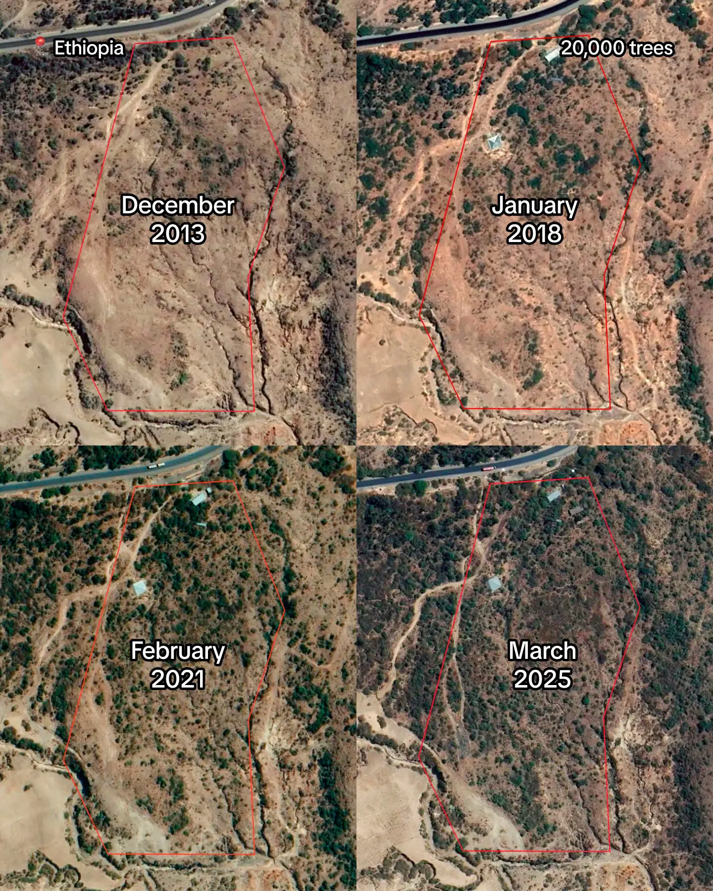 We’ve planted 20,000 trees here since 2017 with our partner Green Ethiopia – and