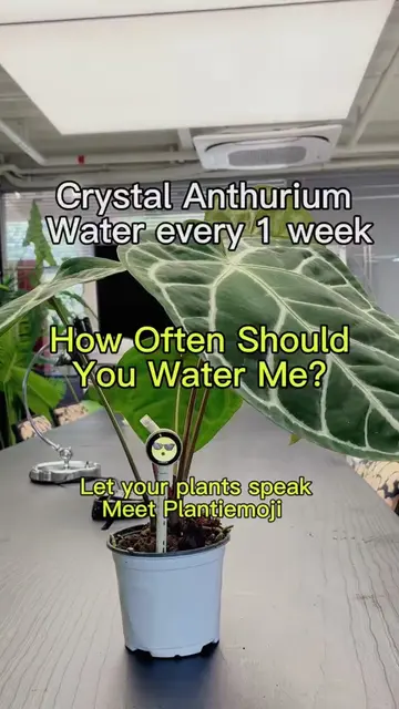 What if your plant could simply tell you:“I’m thirsty.” 💧“I don’t need water ye