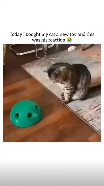 #FunnyCats #CatTok #CatsOfTikTok #CatSoftTikTok #CatLover #Cats #Kitten #FunnyAn