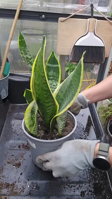 ✂️ Time for some plant surgery! 🪴 My Sansevieria outgrew its pot, so it was tim