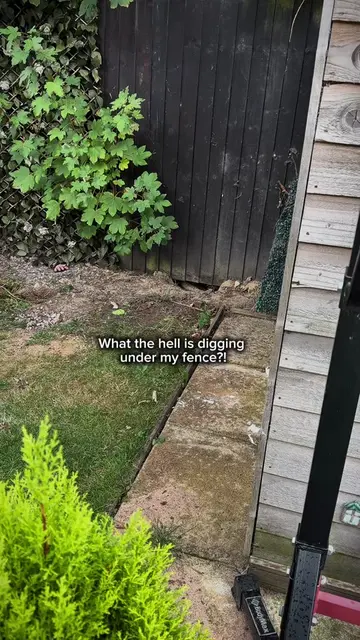 What the hell’s digging under my fence?!  Finally, I caught it!  What the hell i
