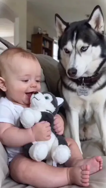 #funnybaby #fyp #funnydog #funnyvideos #funnyanimals 