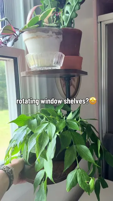 So obsessed with these window shelves 🙊 and the plants love being right in the 