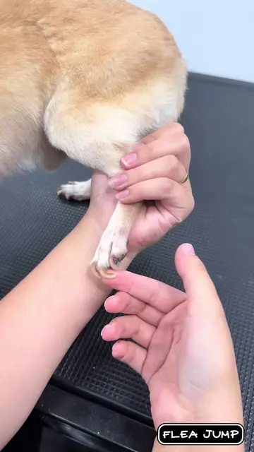 When was the last time you checked your dog’s nails? #chihuahua #satisfyingvideo