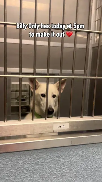 🚨 DEADLINED TODAY 8/19— BILLY NEEDS OUT. 🚨 Animal Resource Center  1630 Shearw