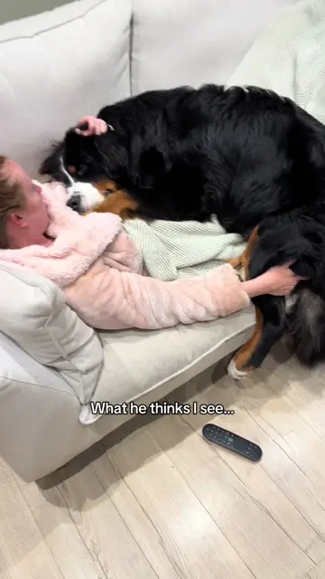 Forever my snuggle buddy 🥹 #bernese #bernesepuppy #growingup #bigpuppy #dogmoms