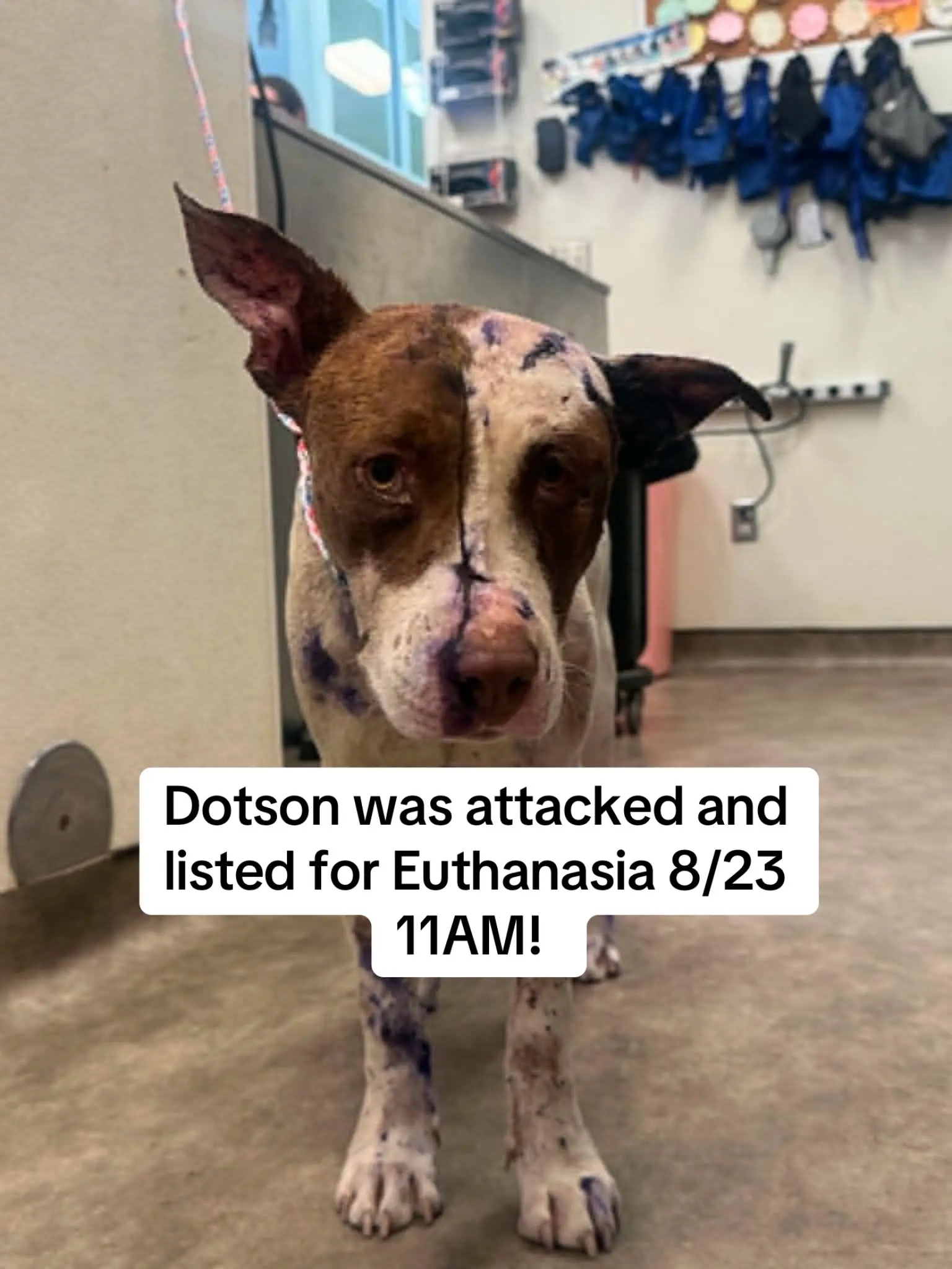 💚💚SAFE WITH RESCUE💚💚 🚨🆘 URGENT RESCUE/FOSTER NEEDED FOR DOTSON 🆘🚨 💔 Dot