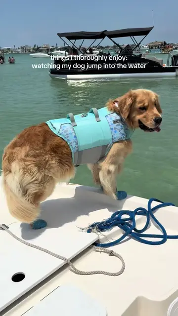 literally so cute I can’t #reefthegolden #goldenretriever 