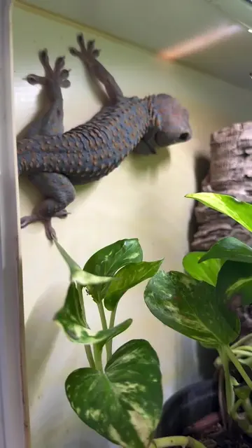 Dad is protective of his family. #reptilesoftiktok #geckosoftiktok #gecko #tokay