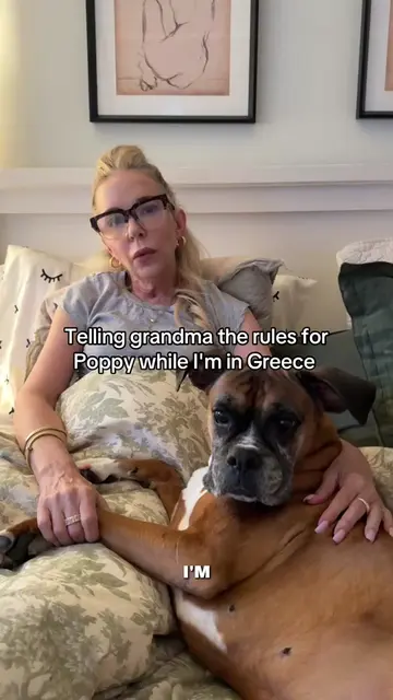Who thinks the rules will be followed "diligently everyday" 🤣🤣🤣 #boxerdog #do