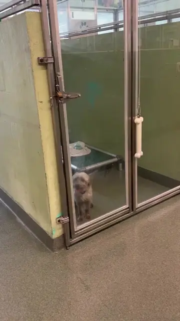 They all look at you with those sweet eyes wondering if you will stop and say hi