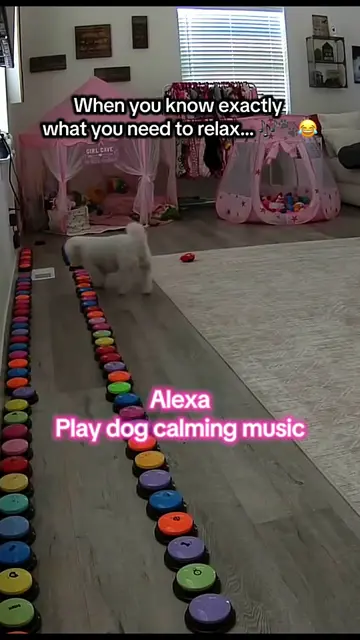 Aly: “Alexa, play dog calming music.” 🎶 Also Aly: checks mirror “Pretty girl.” 
