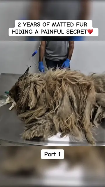 She was trapped inside YEARS of matted fur💔🐾 We had to remove it piece by piec