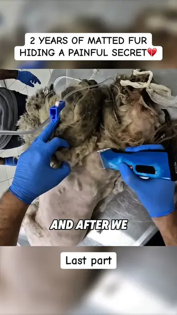 They asked us, “Why did you give her back?”💔 Sometimes helping an animal isn’t 
