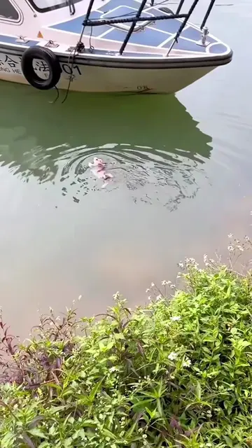 Rescue a puppy . #rescue #animals #puppy #dog #dogsoftiktok 