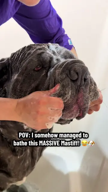 I can officially say… I conquered the giant! 😂💪🐶 #mastiff #bigdog #giant #dog