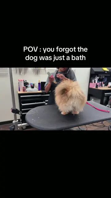 😭😭😭 worst mistake of my life! #groomerlife #doggrooming #pomsoftiktok #petgro