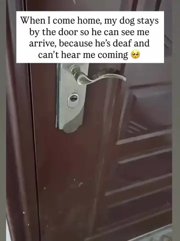 Every day when I come home, before I even step through the door, he’s already th