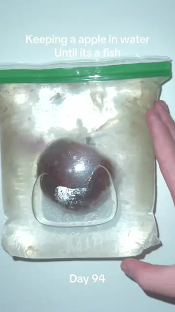 #viralchallenge #pleasedontflop #sciencefun #appleinwater #appleexperiment 