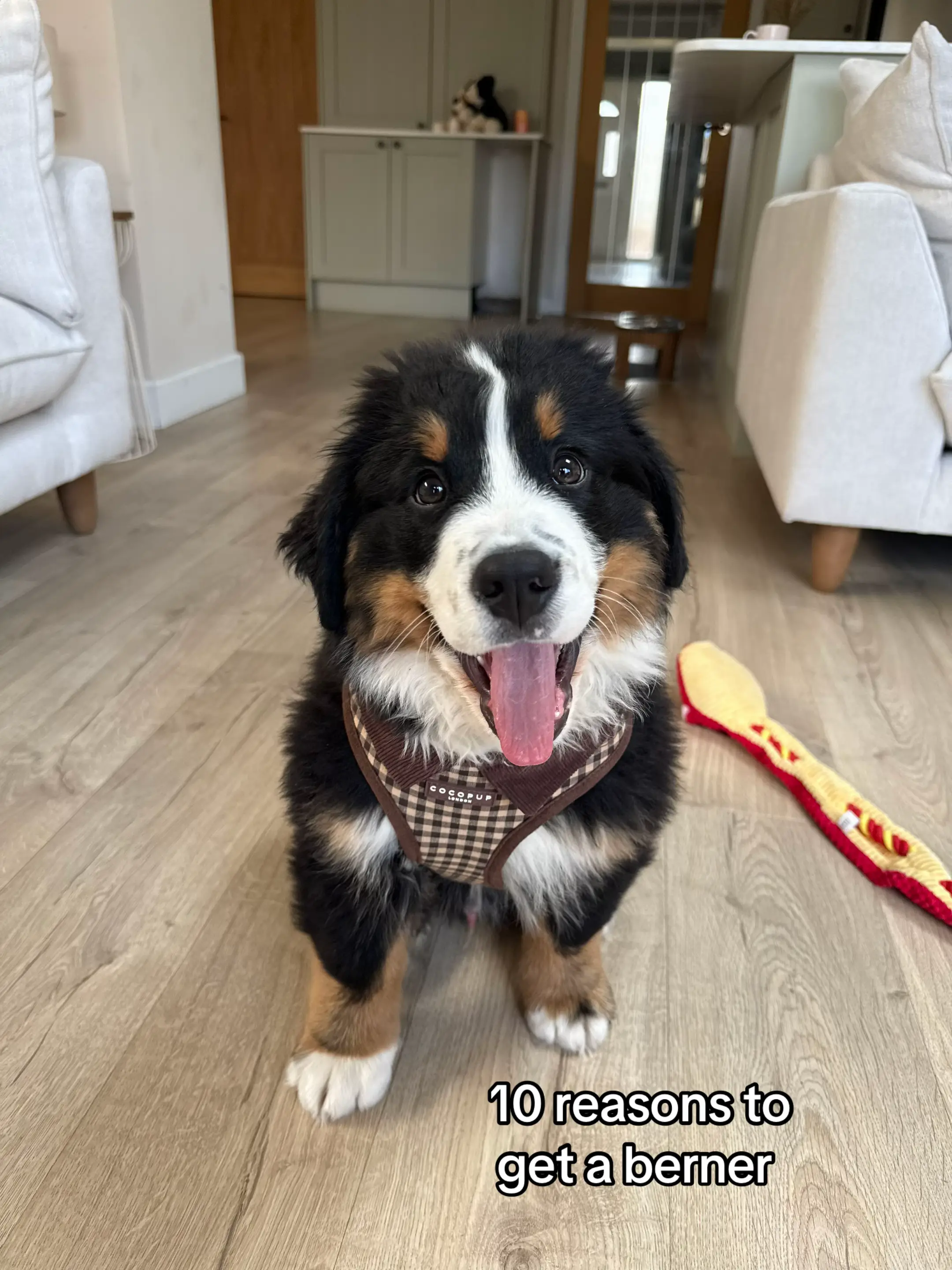 Everyone needs a berner x #bernese #bernesemountaindog #bernesepuppy #cutepuppy 