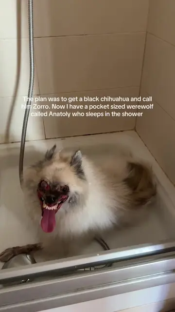 #dogs #dogsoftiktok #rescuedog #rescueanimals #adoptdog 
