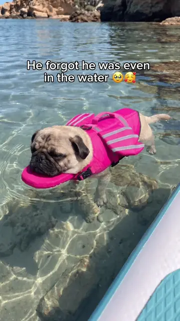 Grab yours in my profile ❤️ #dogmom #dogs #frenchbulldog #pug #doglife The life 