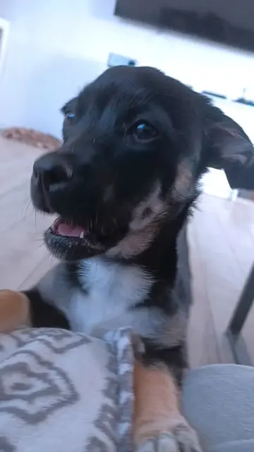 Rozmowy pod wieczór 🌭🔥🐶 ​Bardzo późnym popołudniem Pańcio siedzi sobie spokoj