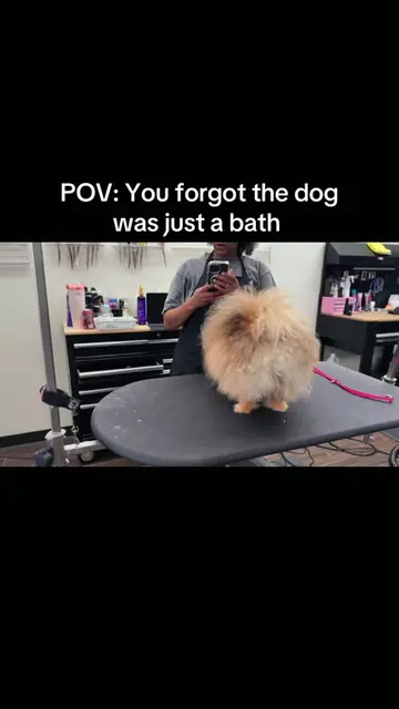 Tyrion we love you! 😭♥️ if you know of a great groomer in Austin, Texas tag the