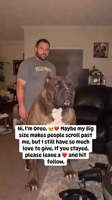 Hi, I'm oreo. Maybe my Big size makes people scroll past me but I still have so 
