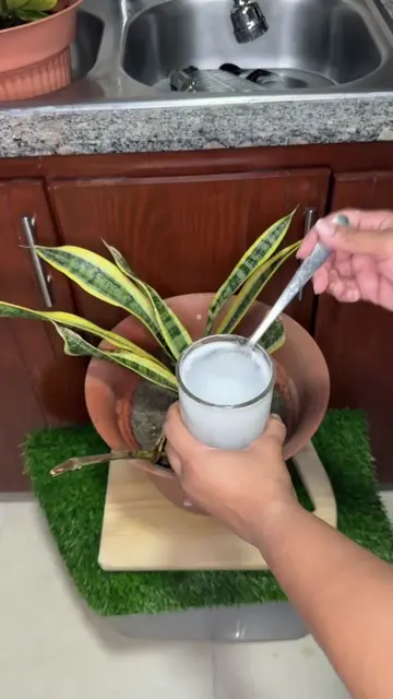 Mezcla Leche con AZÚCAR y tus plantas no pararán de echar hojas 🥛🪴Hoy te enseñ
