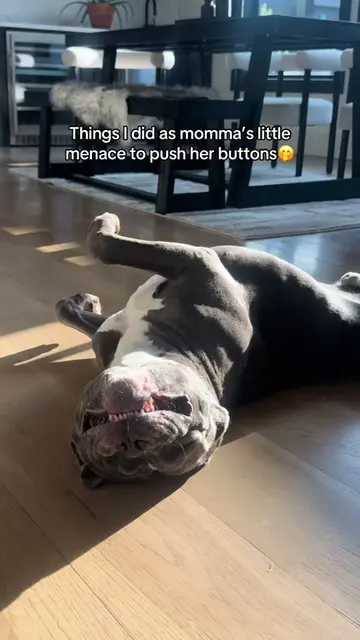 I LOVE to push mom’s buttons☺️ #funnydogvideos #funnydogsoftiktok #dogsoftiktoks
