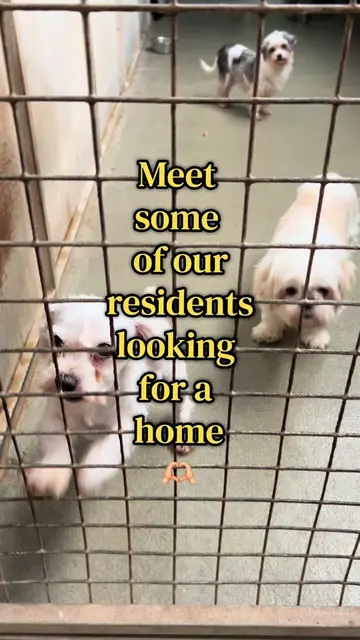 Your soul dog is waiting for you!!🥹🐾✨ Please read their full profiles on our w