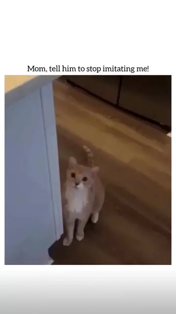#FunnyCats #CatTok #CatsOfTikTok #CatSoftTikTok #CatLover #Cats #Kitten #FunnyAn