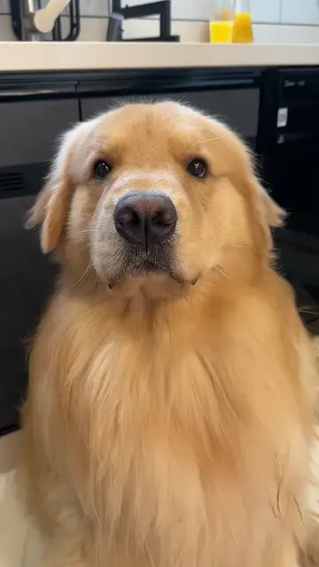 If you like me, please give me a thumbs up and follow me. Thanks#goldenretriever