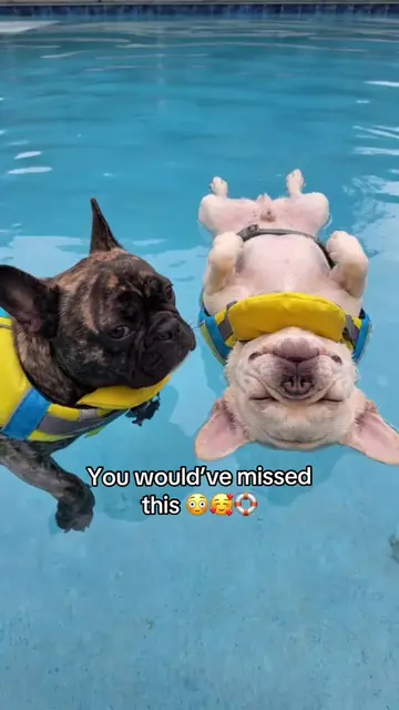 How is this possible, total GAME CHANGER 😱🤯 #dog #pet #petlover #frenchbulldog