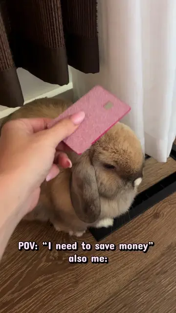 My bunny got mad at me.. 😂🎀 #funnytok #funnypet #funnybunny #rabbit #foryoupag