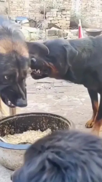 Looks like a fight. It's actually a conversation.  That snarl is a warning, not 