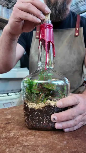 An old Maker's Mark bottle turned into a tiny living landscape. Planted with tro
