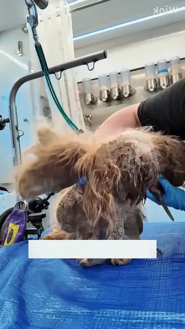 This dog came to me in a heartbreak state... Months of neglect. Fur so matted an