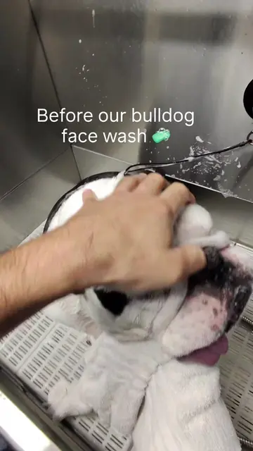 #houston #foryoupage #petgrooming #trending 