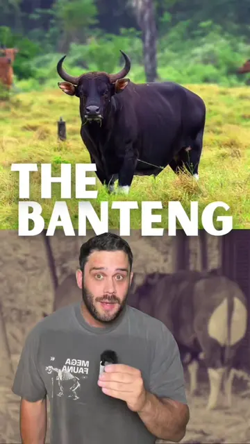 Saving Cambodia’s Banteng | A doomed forest, a bunch of people that care about a