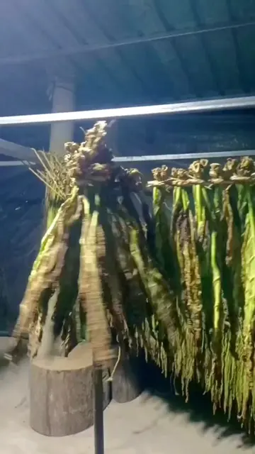 Rotating Overhead Hanger Frame Drying Corn Husks and Leaves