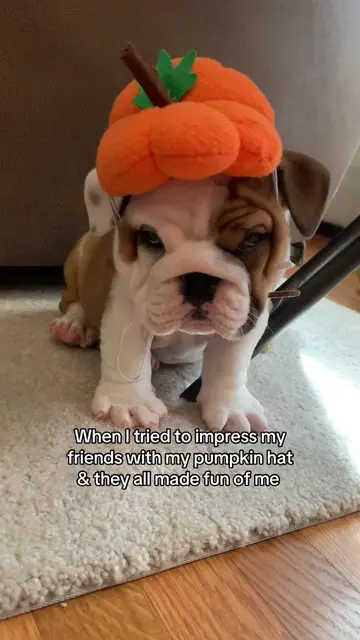 I’ll never forget 💔😭  #dogsoftiktok #dogtok #puppytiktok #funnyvideo #funnydog