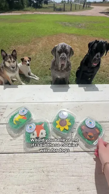 organic fun cookies for dogs 🍪  #dogtreats #dogcookies #dextreats 