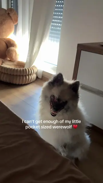 #anatolywerewolf #dogsoftiktok #dogs #rescuedog #rescueanimals 