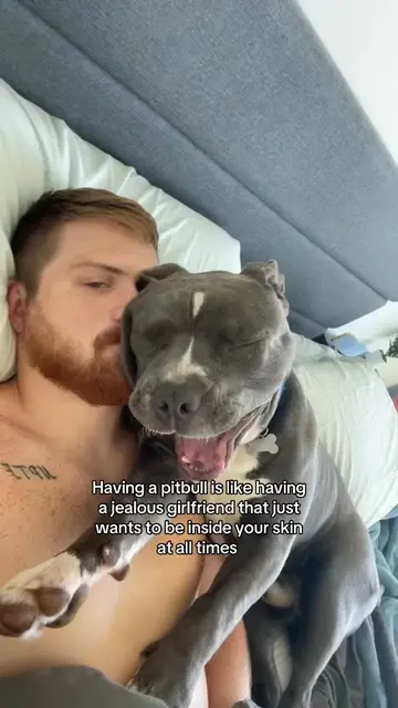 they really are crazy but i wouldn't change a thing 😍 #funnydogvideos #pitbulls