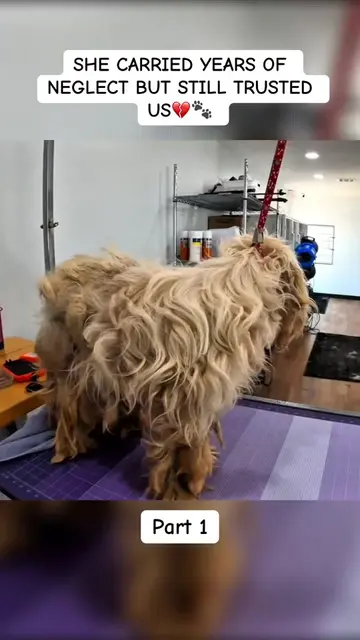 She came in carrying years of neglect on her body💔🐶 That wasn’t just “dirty fu