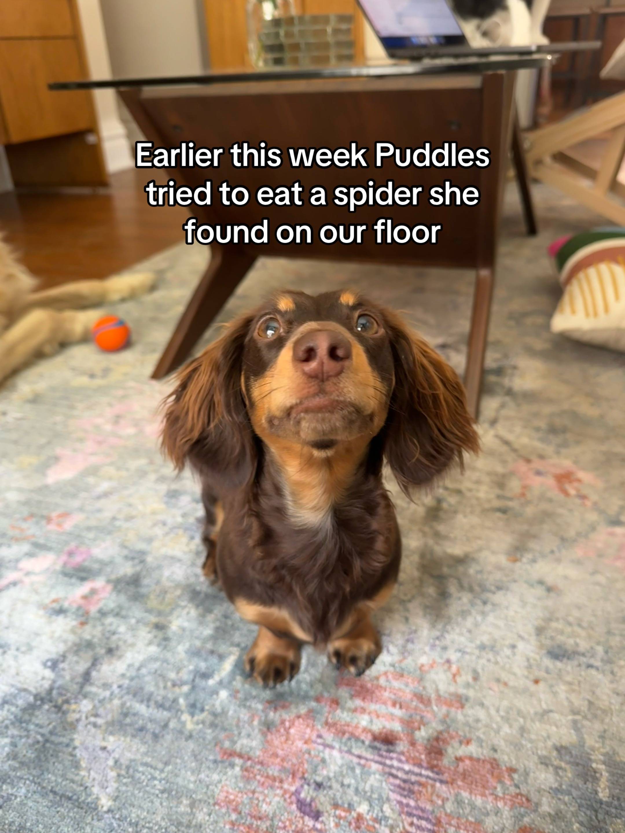 Not even sure where to begin tbh.. #dachshund #minidachshundpuppy #dachshundsoft